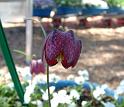 Fritillaria (1) 